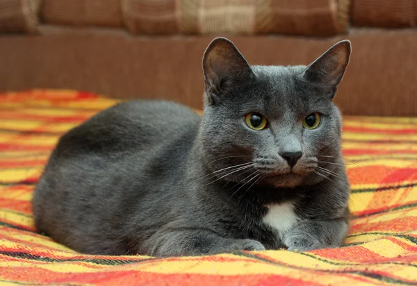 Retrato de gato cinza grande — Fotografia de Stock