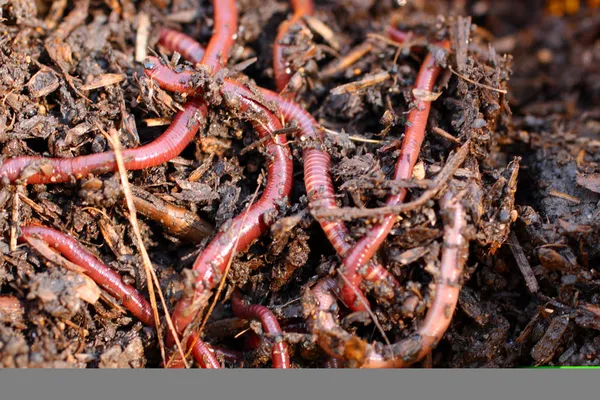 Vermi rossi nel compost — Foto Stock
