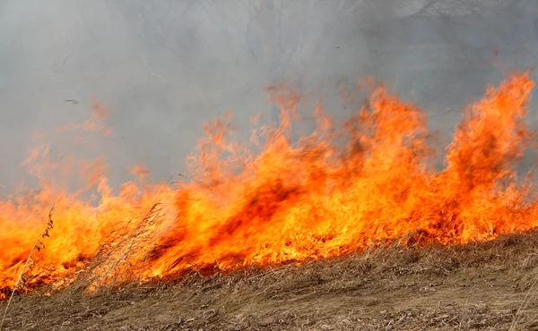 stock image Big red fire in field