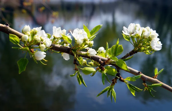 Flor ramo de árvore de maçã — Fotografia de Stock