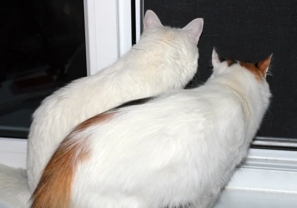 Två katter som tittar ut från fönstret — Stockfoto