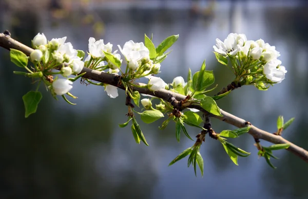 Blühender Apfelbaumzweig — Stockfoto