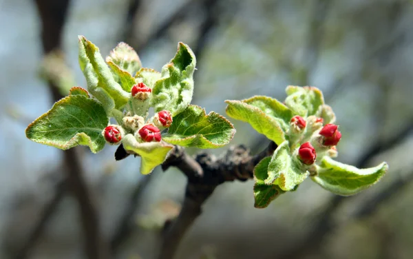 사과나무의 붉은 꽃봉오리 — 스톡 사진