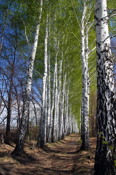 봄 자작나무 숲 골목 — 스톡 사진