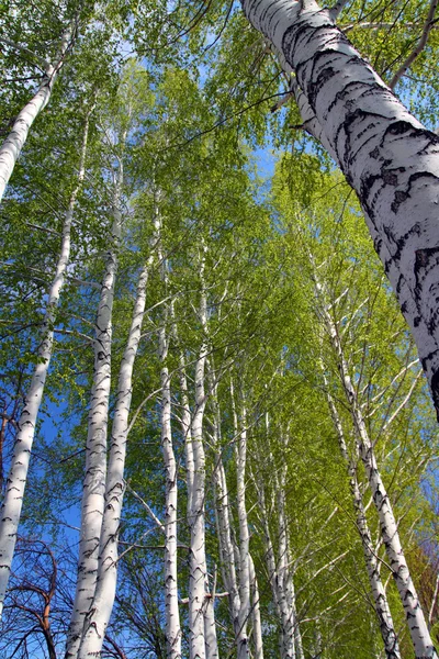 Huş ağacı ormanda bahar — Stok fotoğraf