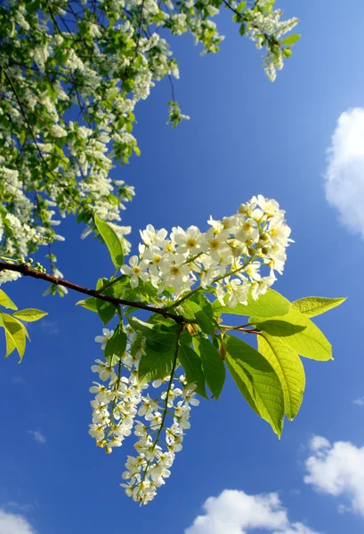 Větev stromu pták cherry Blossom — Stock fotografie