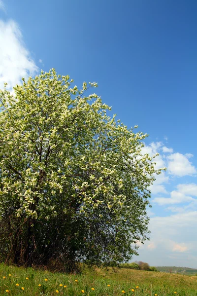 Blossom bird cherry tree — Stockfoto