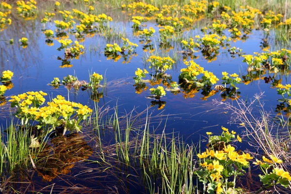 Primavera flores amarillas en pantano —  Fotos de Stock