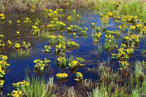 Весенние желтые цветы на болоте — стоковое фото