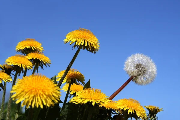Different concepts with dandelions — Stock Photo, Image
