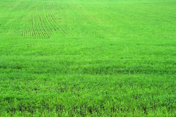 Groene kruid grasveld — Stockfoto