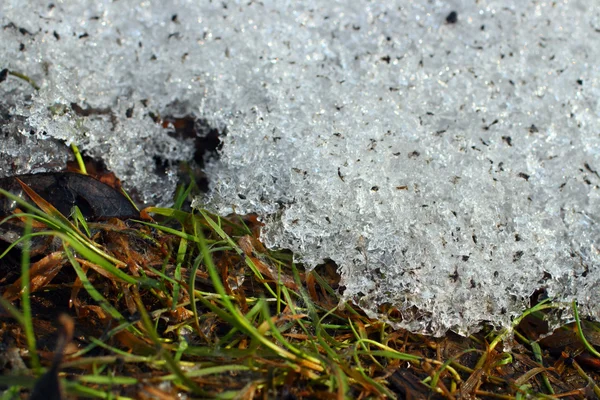 春の草の下で溶ける雪 — ストック写真