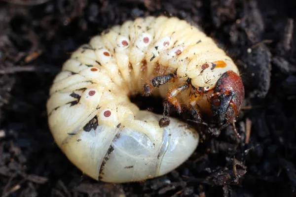 Larva de may-bug — Foto de Stock
