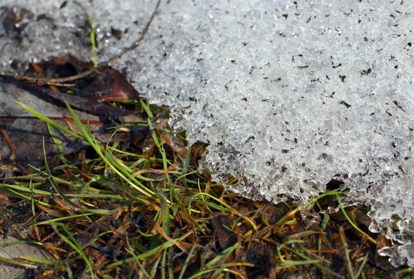 Frühlingsgras unter schmelzendem Schnee — Stockfoto