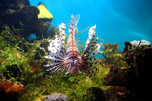 Lionfish tropikal akvaryum — Stok fotoğraf