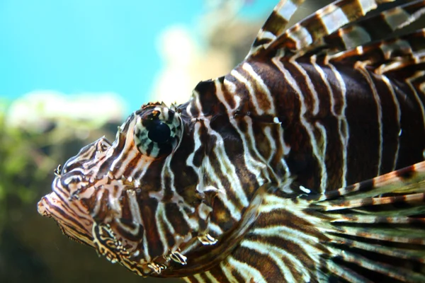 Lionfish close-up in tropisch aquarium — Stockfoto