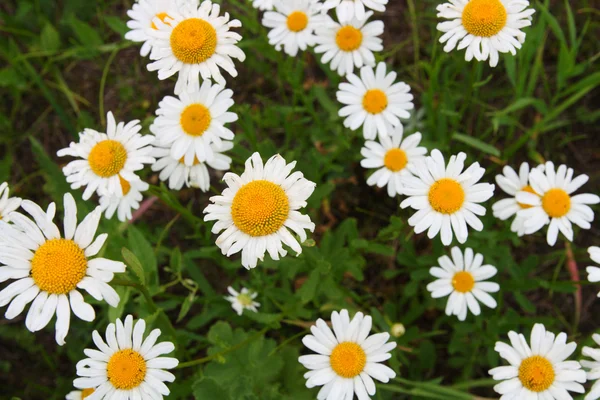 Camomiles close-up on meadow — Stock Photo, Image