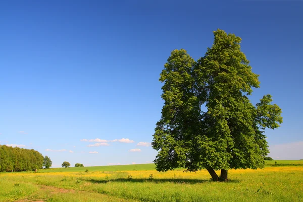 Paisagem de verão com lima-árvore — Fotografia de Stock