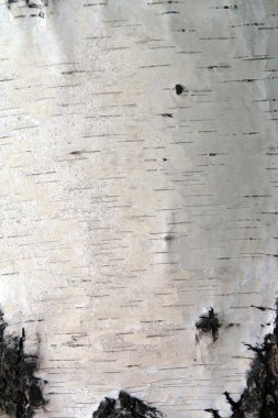 Birch trunk bark clipart