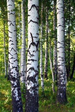 Birch woods clipart