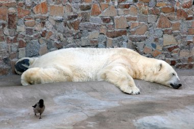 Sleeping polar bear clipart