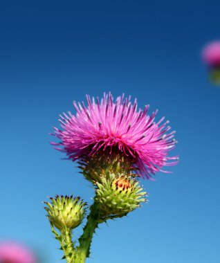 Thistle flower clipart