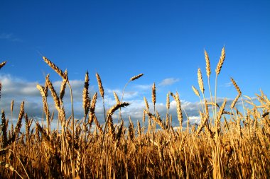 Stems of the wheat clipart