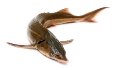 Russian sturgeon clipart