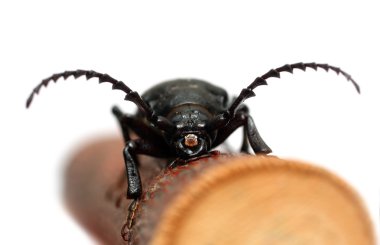 Large black beetle clipart