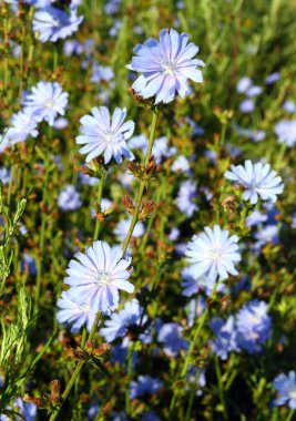 Chicory flowers clipart