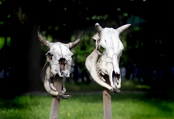 Коровьи черепа — стоковое фото