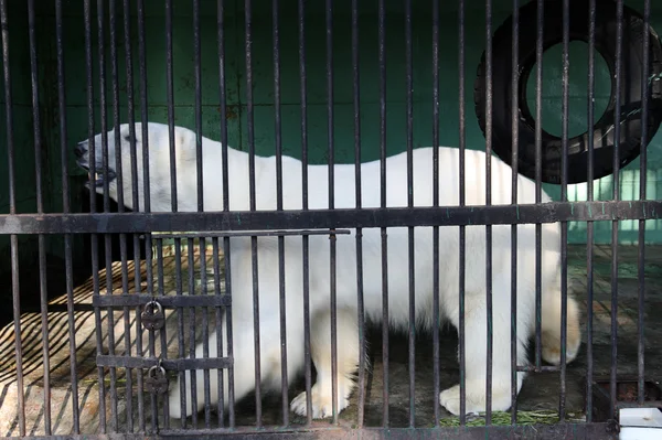 Urso branco na gaiola — Fotografia de Stock