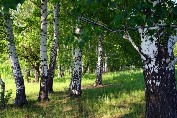 Lasy brzozowe — Zdjęcie stockowe
