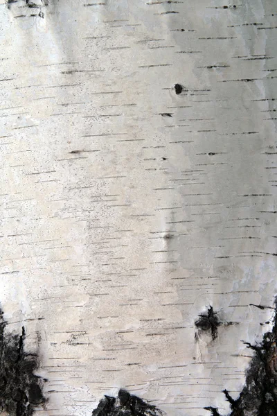 白桦树干树皮 — 图库照片