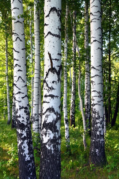 Birch woods — Stock Photo, Image