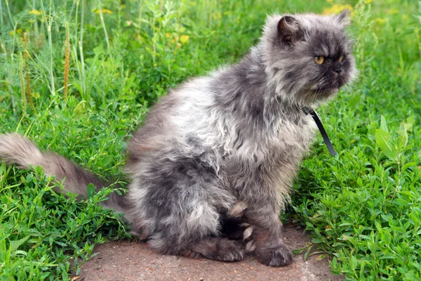 Gato persa desgrenhado — Fotografia de Stock
