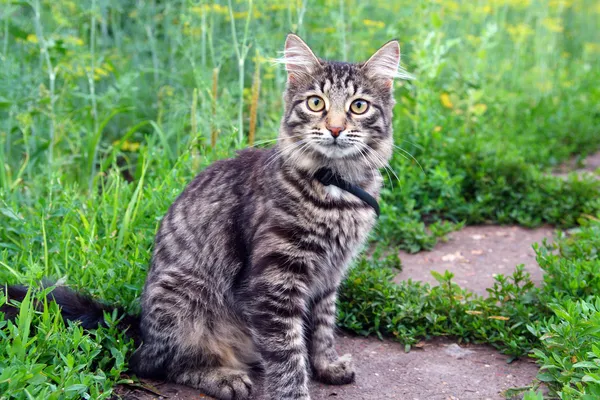 Katt på gräs — Stockfoto