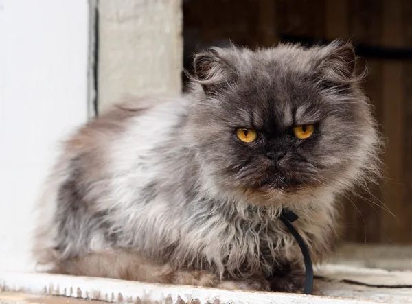 Персидский кот на окне — стоковое фото