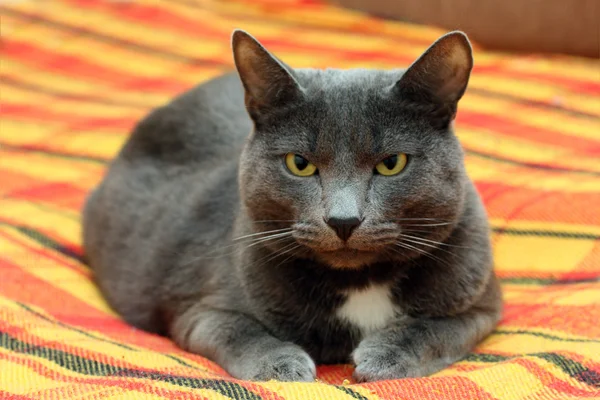 Grande gatto grigio — Foto Stock
