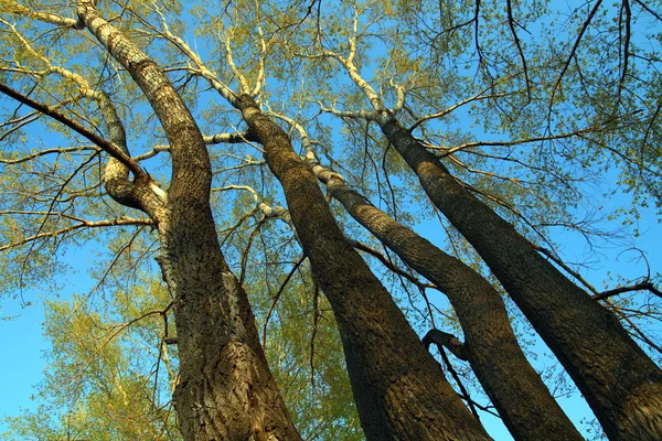 背の高いポプラ並木 — ストック写真