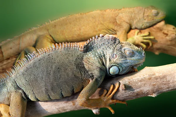 Two iguana — Stock Photo, Image