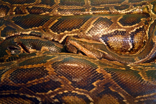 卷曲的 python — 图库照片