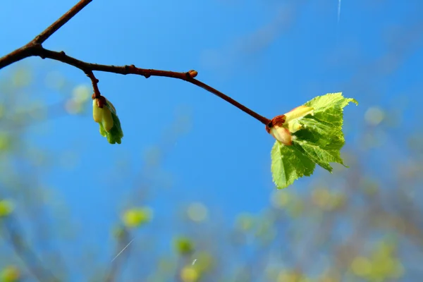 Весна лист — стокове фото