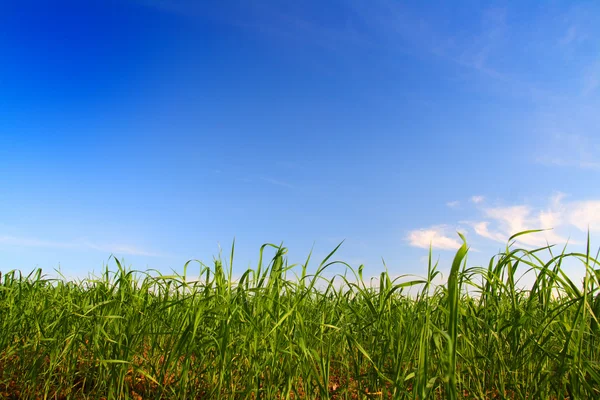 Зеленая трава под голубым небом — стоковое фото