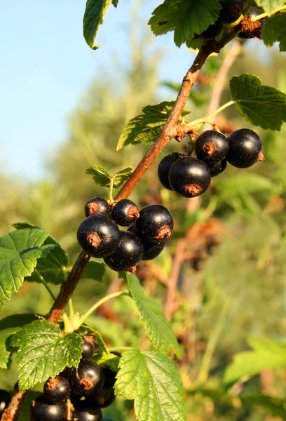 Siyah frenk üzümü berry — Stok fotoğraf