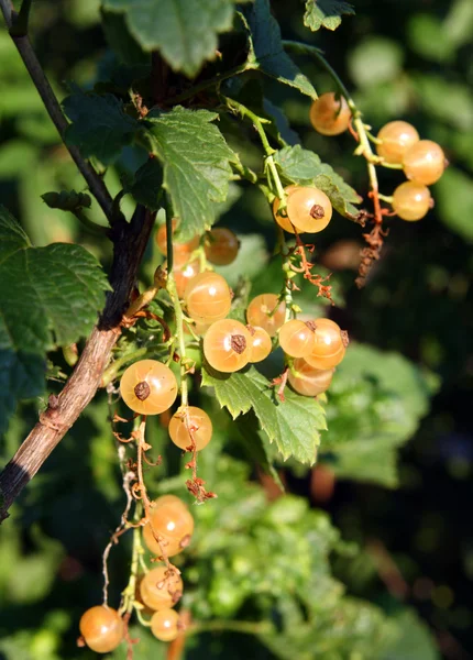 White currant berry — Stock Photo, Image