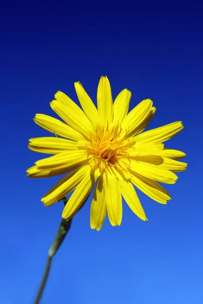 Flor amarela sob o céu — Fotografia de Stock