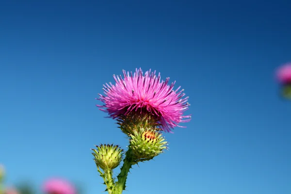 Bogáncs virág — Stock Fotó