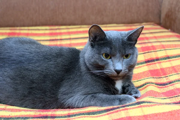 Grote grijze kat — Stockfoto