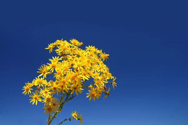 Parta žlutá květina — Stock fotografie